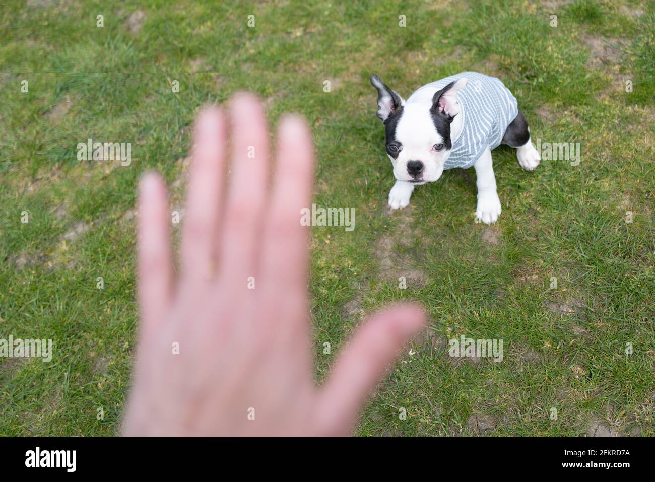 Ein süßer Boston Terrier Welpe, der einen Jumper auf Gras sitzend trägt und auf eine menschliche Hand blickt, während er während einer Trainingseinheit einen Stopp- oder Aufenthaltsbefehl ausgibt. Stockfoto