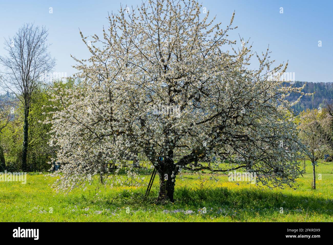 Blühender großer Kirschbaum auf grüner Wiese mit mayflower im Frühling. Leiter auf Baumstamm. Stockfoto