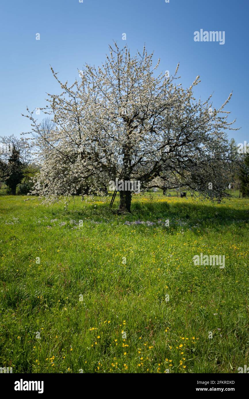 Blühender großer Kirschbaum auf grüner Wiese mit mayflower im Frühling. Leiter auf Baumstamm. Vertikal. Stockfoto