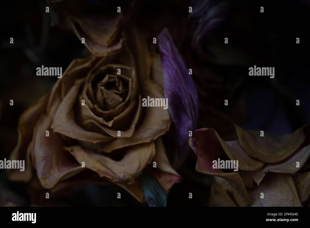 Getrocknete Rosen mit dramatischer Beleuchtung schaffen eine stimmungsvolle florale Stillleben-Komposition Stockfoto