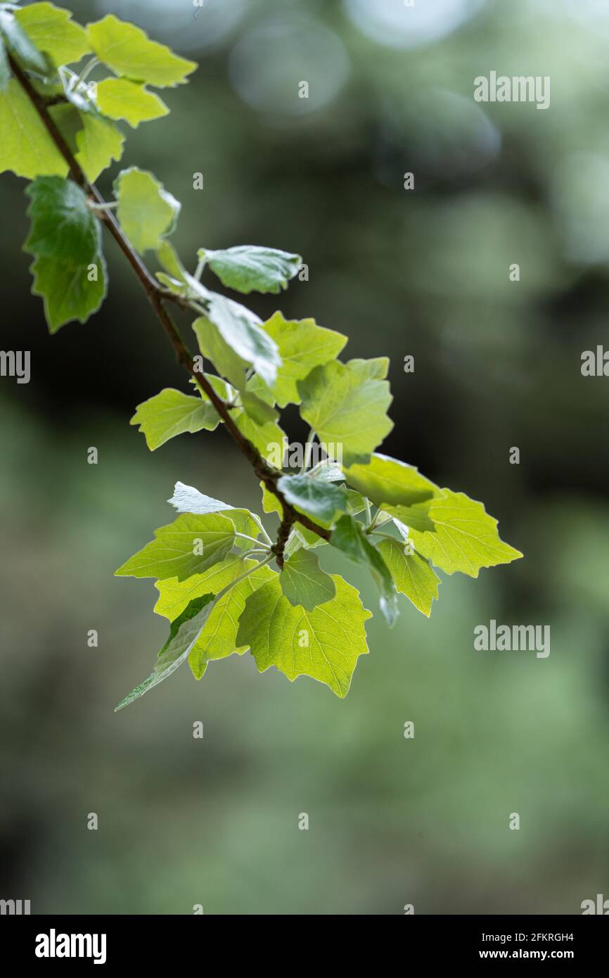 Frische grüne Blätter auf Zweig mit weichem Bokeh-Hintergrund im Frühlingswald Stockfoto
