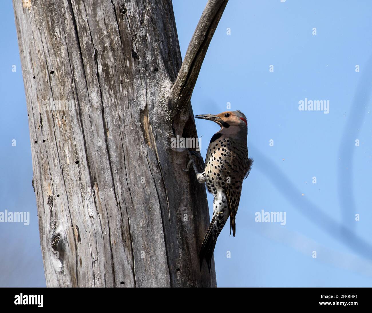 Nahaufnahme von Northern Flicker beim Ausgraben eines Nesthohlraums in einem alten Baum in Quebec, Kanada. Wissenschaftlicher Name ist Colaptes auratus. In Nordamerika beheimatet Stockfoto Nahaufnahme von Northern Flicker beim Ausgraben eines Nesthohlraums in einem alten Baum in Quebec, Kanada. Wissenschaftlicher Name ist Colaptes auratus. In Nordamerika beheimatet Stockfoto