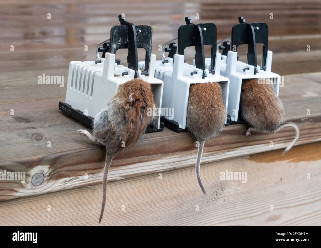 Drei Mäuse in Fallen gefangen Stockfotografie - Alamy