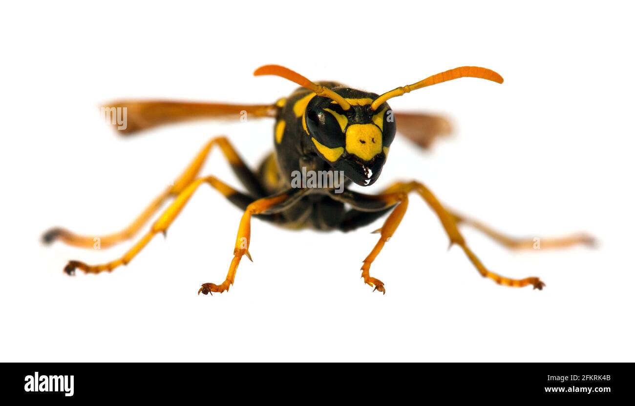 Europäische Wespe Deutsche Wespe oder Deutsche Gelbjacke isoliert auf weiß Hintergrund in lateinischer Sprache Vespula germanica Stockfoto