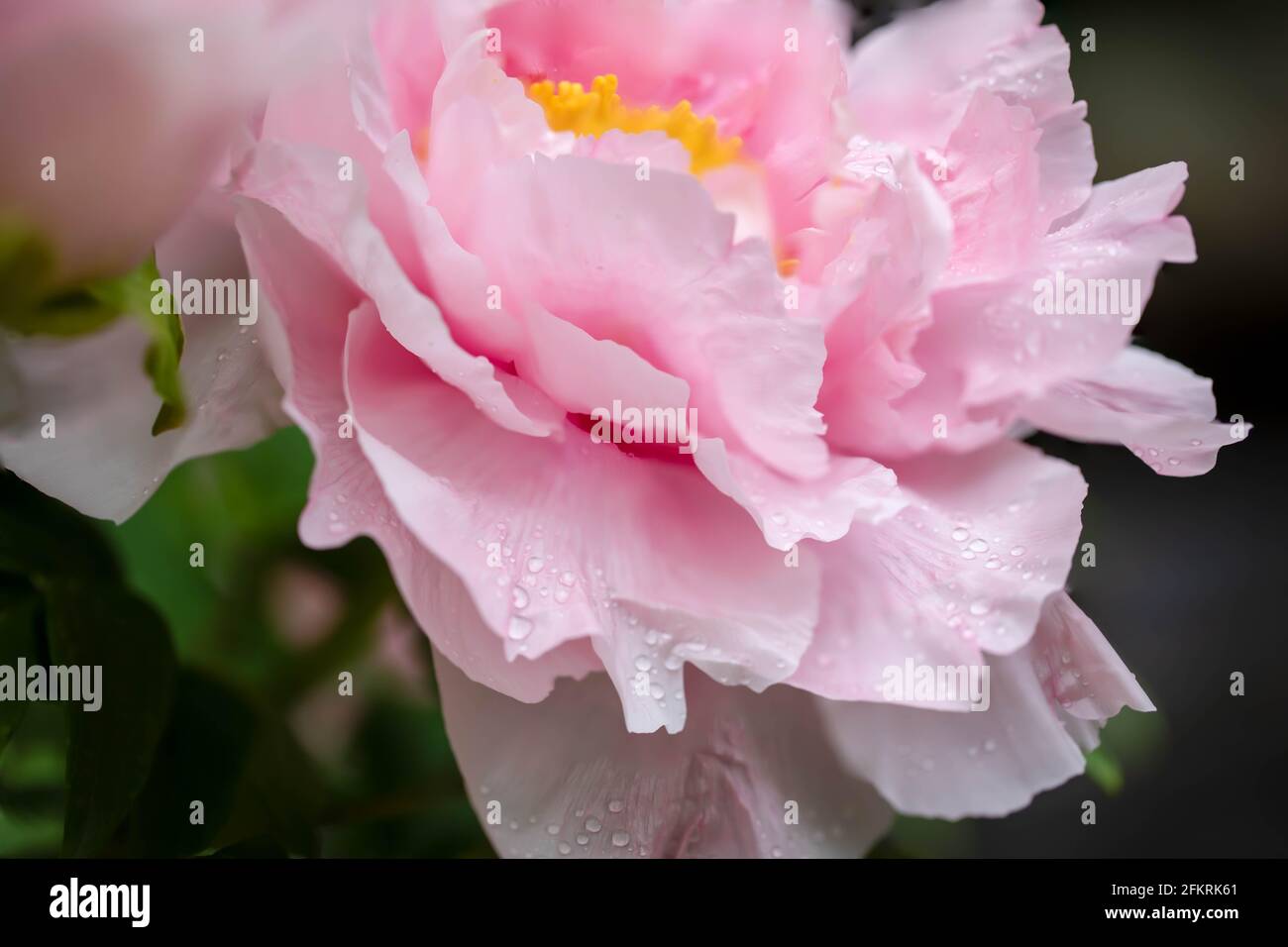 Nahaufnahme der Abstraktionen in Blütenblättern und Staubgefäßen der rosa chinesischen Pfingstrose. Stockfoto