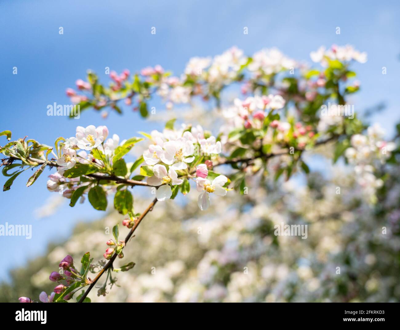 Apfelblüten am Ast vor blauem Himmel in Devon Stockfoto