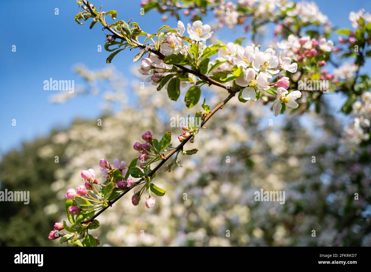 Apfelblütenzweig mit weißen und rosafarbenen Blüten vor blauem Himmel in der Landschaft von Devon Stockfoto
