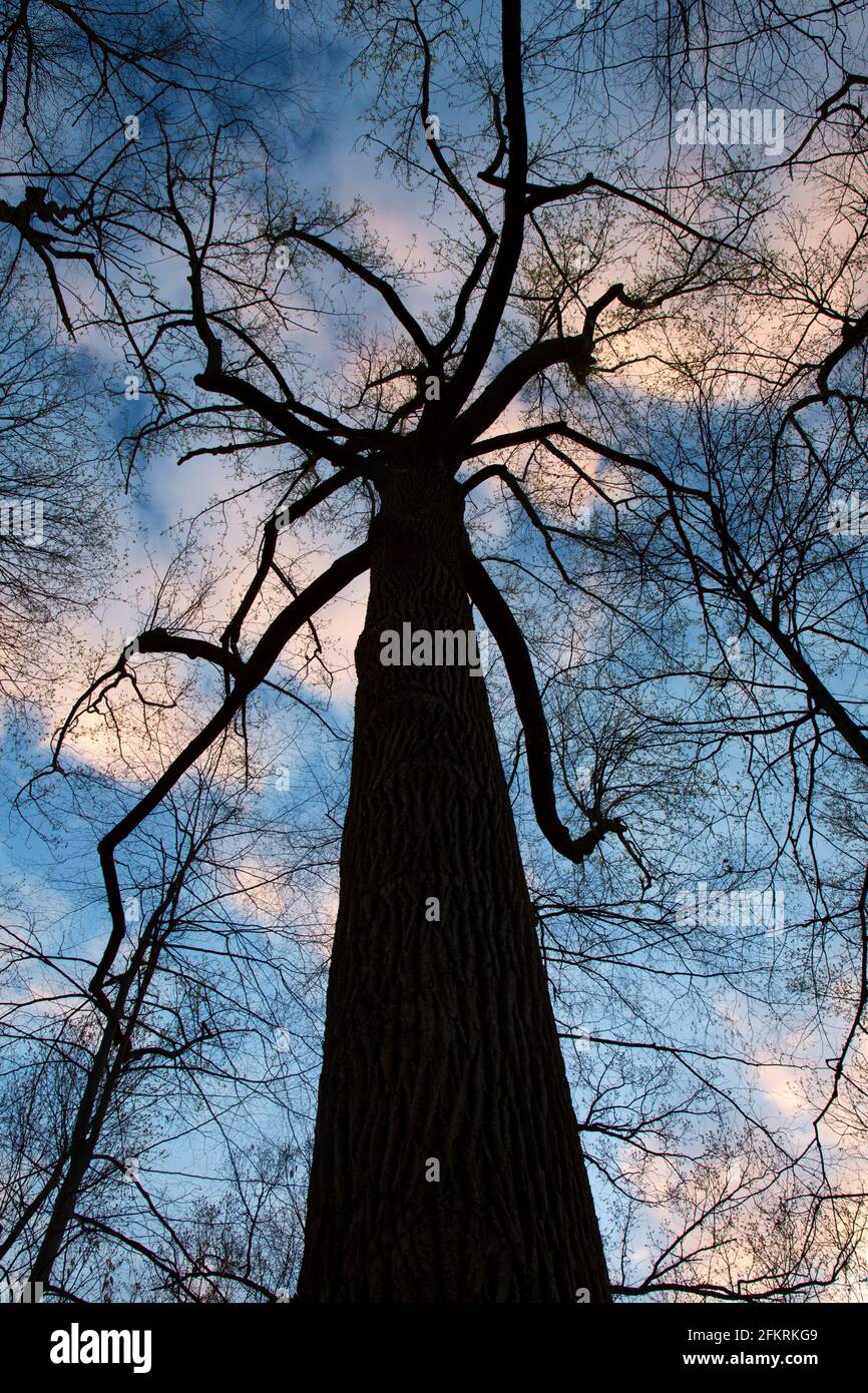 Baumsilhouette, Stanley Quarter Park, New Britain, Connecticut Stockfoto