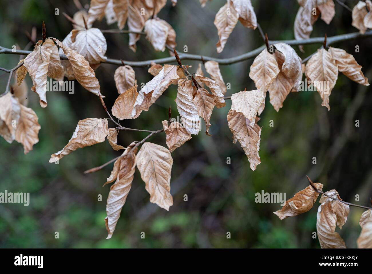 Getrocknete Herbstblätter hängen an Drahtzaun mit verschwommenem grünem Hintergrund Stockfoto