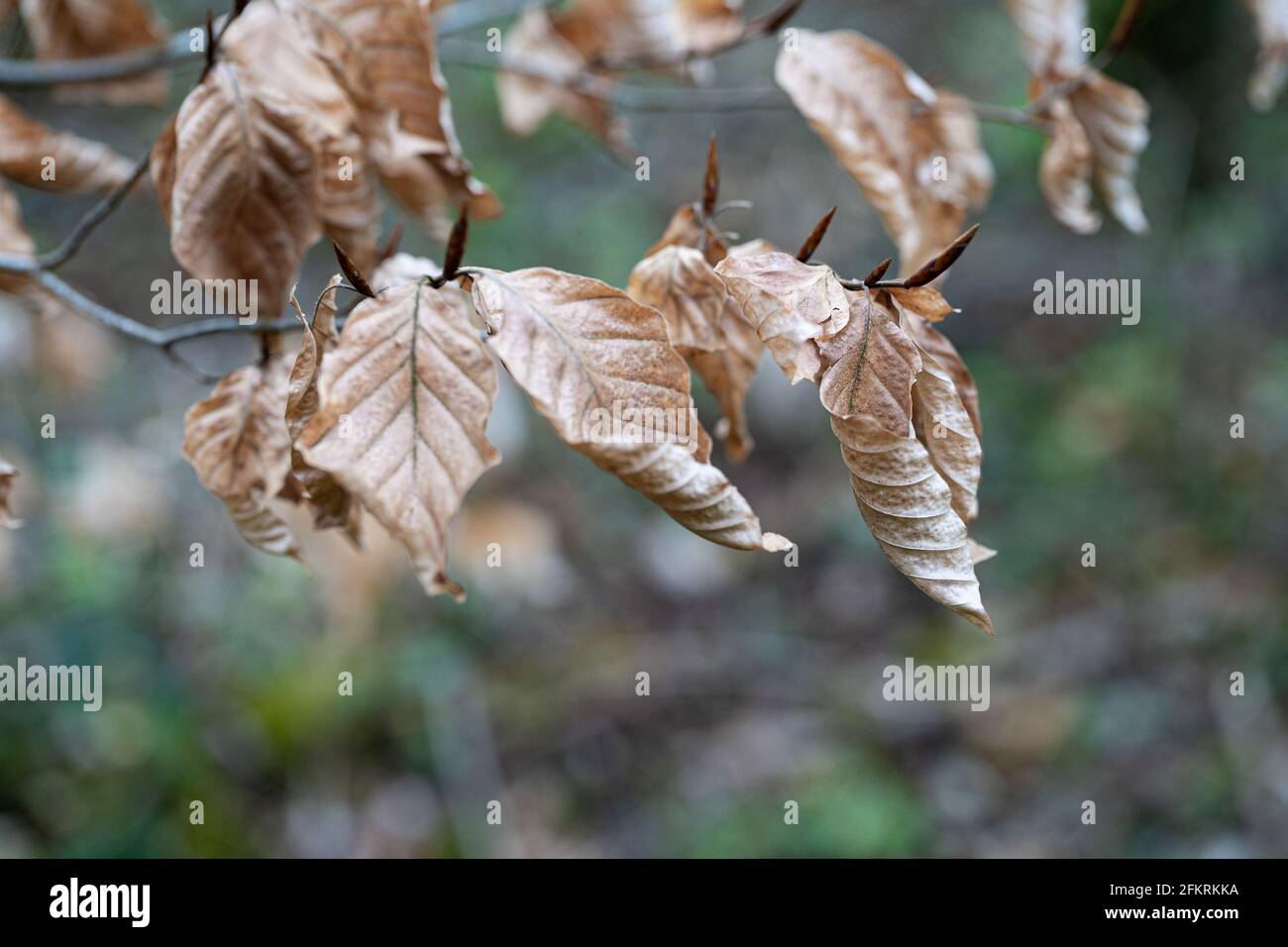 Nahaufnahme getrockneter brauner Herbstblätter auf Zweig mit verschwommenem natürlichem Hintergrund Stockfoto