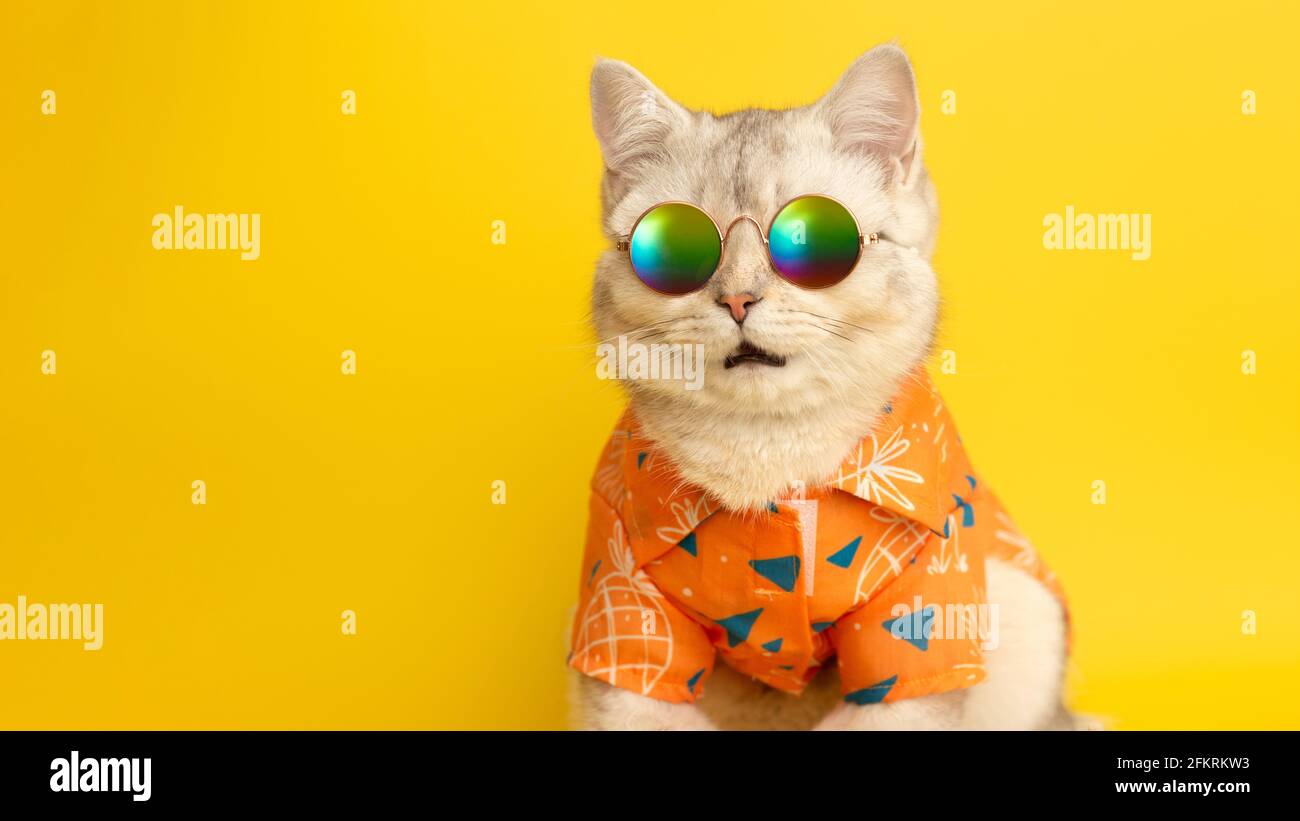 Breites Portrait einer mähen weißen britischen Katze mit Sonnenbrille und orangefarbenem Hemd auf gelbem Hintergrund im Studio. Stockfoto