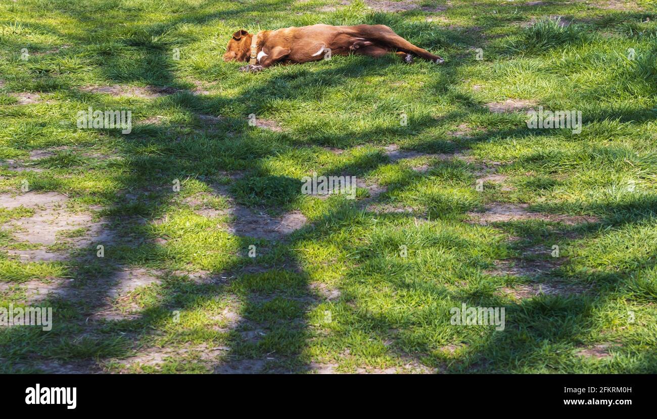Hund schläft im Schatten eines großen Baumes, Schlaf, Ruhe Stockfoto