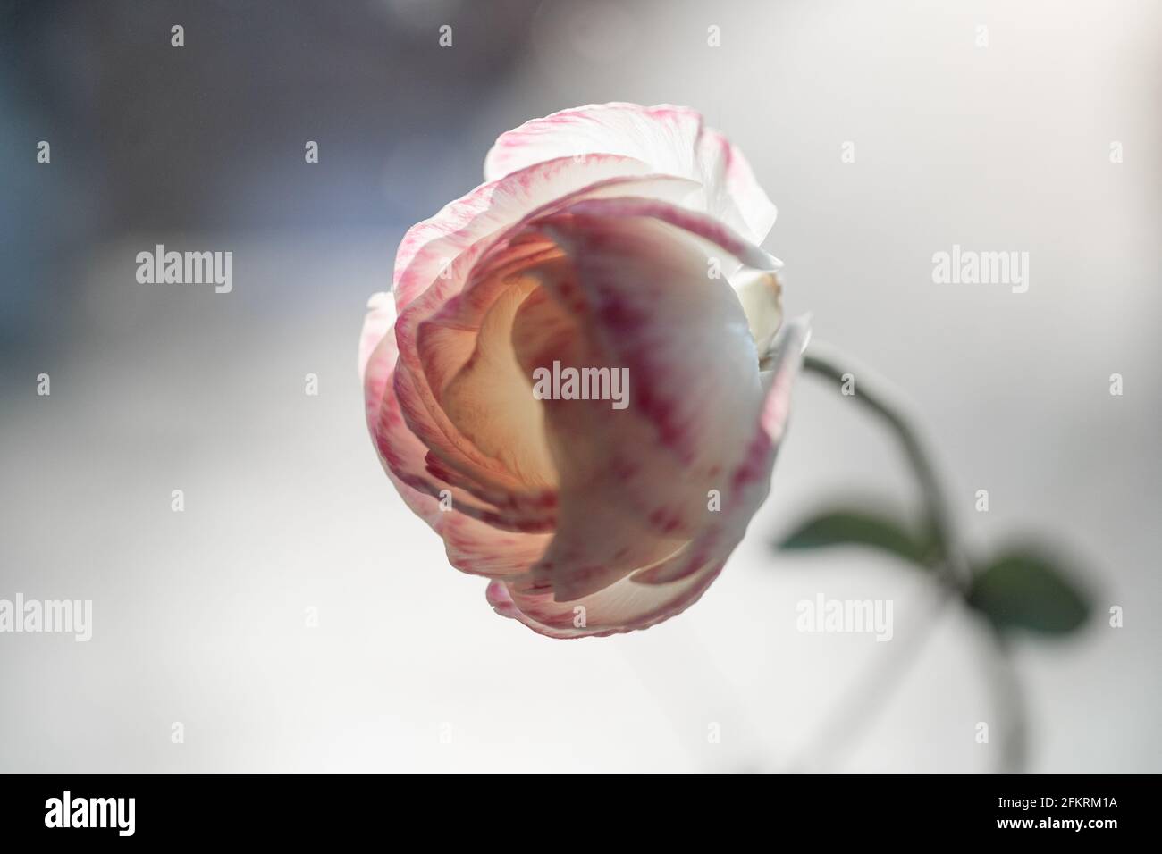 Zarte rosafarbene und weiße Ranunkelblüte mit weichen, mehrschichtigen Blütenblättern Stockfoto
