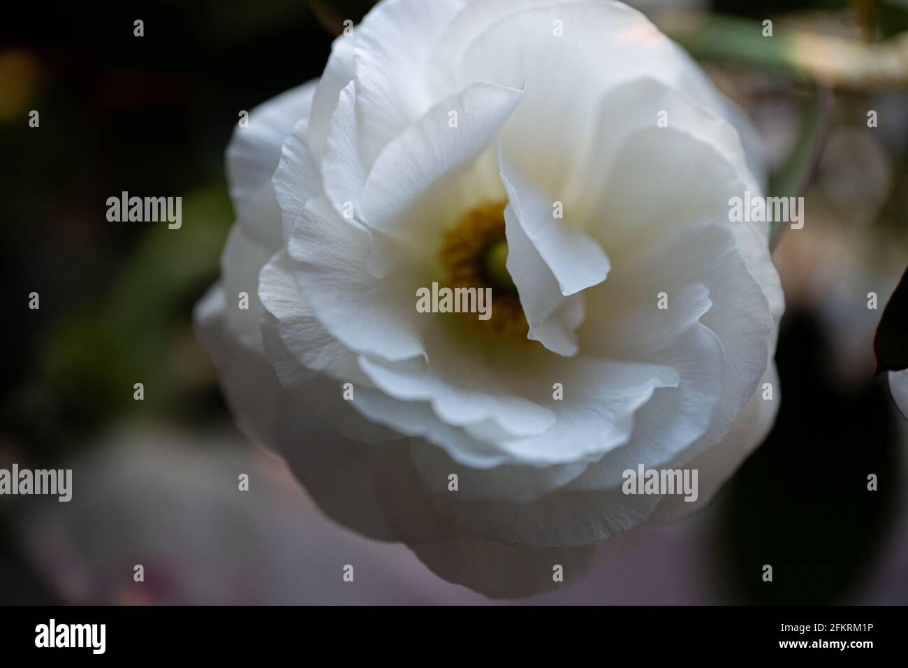 Nahaufnahme einer zarten weißen Blume mit gelbem Zentrum im weichen Fokus Stockfoto