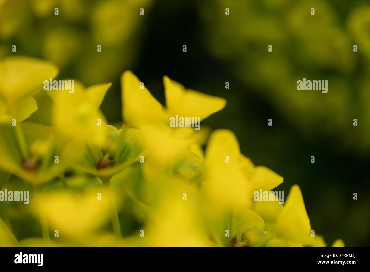 Leuchtend gelbe Wildblumen blühen in der Makrofotografie mit weichem Fokus Stockfoto