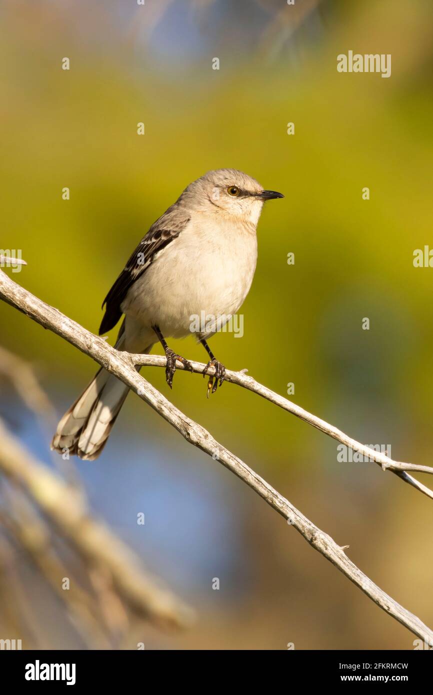 Nördlicher Mockingbird (Mimus polyglottos), West Hartford Stauseen, Connecticut Stockfoto