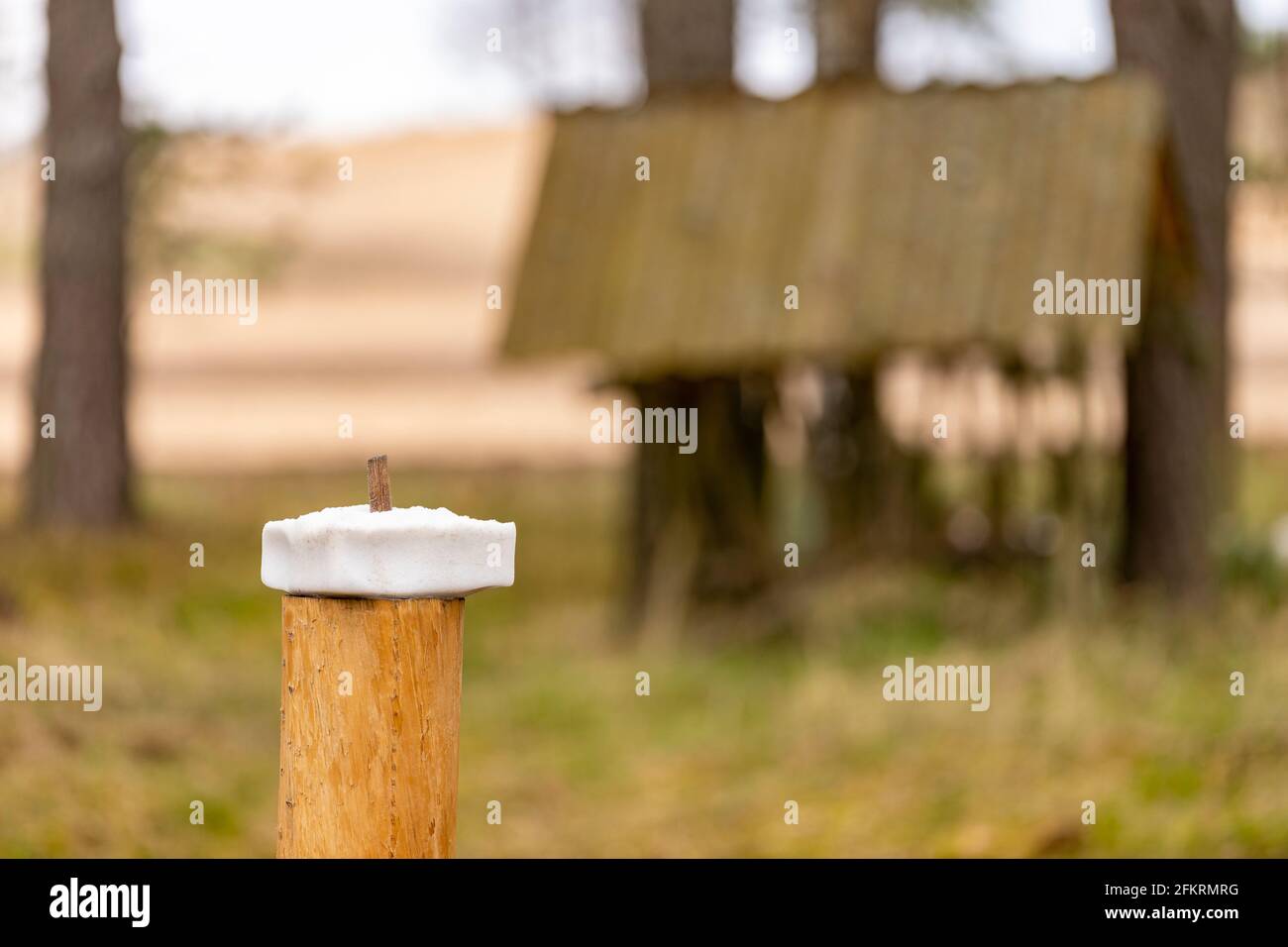 Salzleck für Tiere. Futterplatz für Wildbret. Frühjahrssaison. Stockfoto