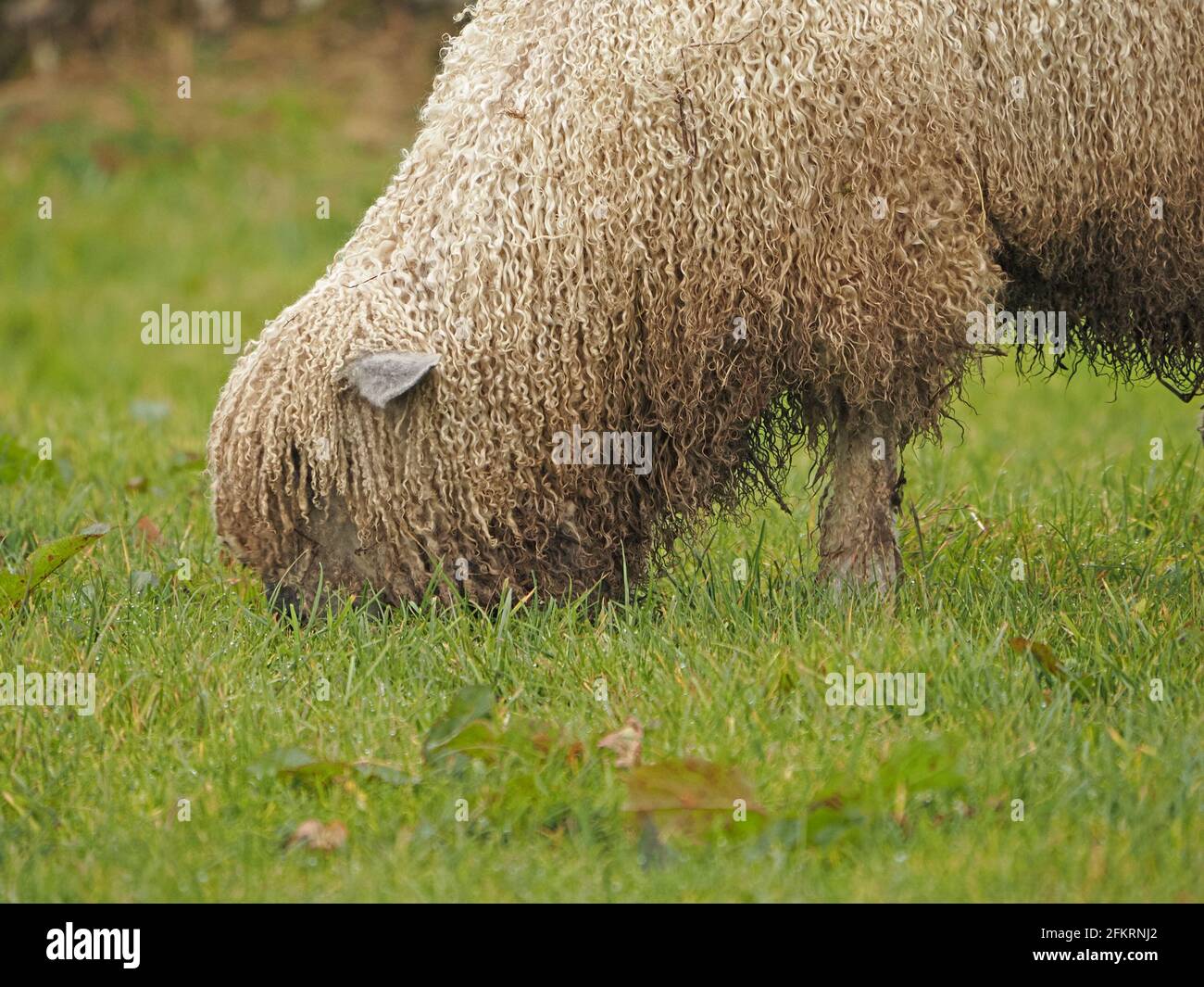 Single Schafe mit zotteligen lockigen Wollfleece auf dem Feld in Cumbria England Großbritannien Stockfoto