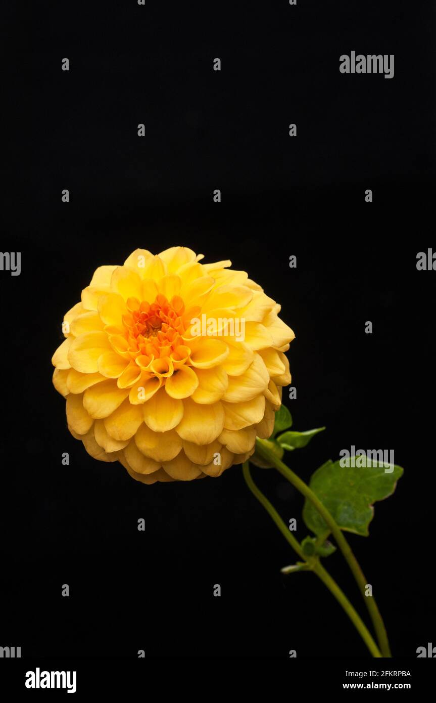 Nahaufnahme von Dahlia Coup de Soleil mit einem schwarzen Hintergrund eine dekorative Dahlie, die eine Pflanze im Sommer blüht Das ist sommergrün und halb winterhart Stockfoto