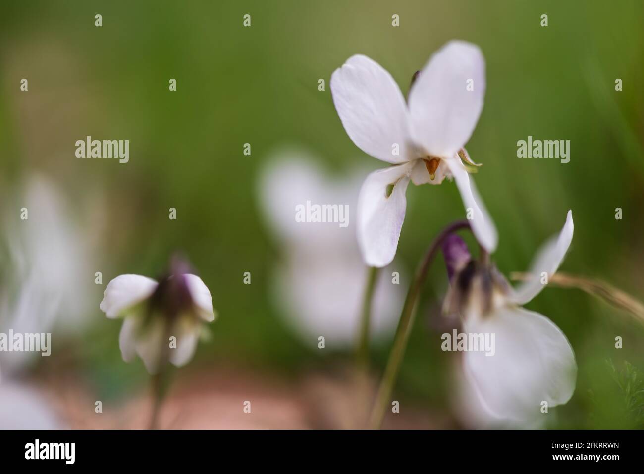 Viola odorata - Violette Blüten. März 2021 Stockfoto