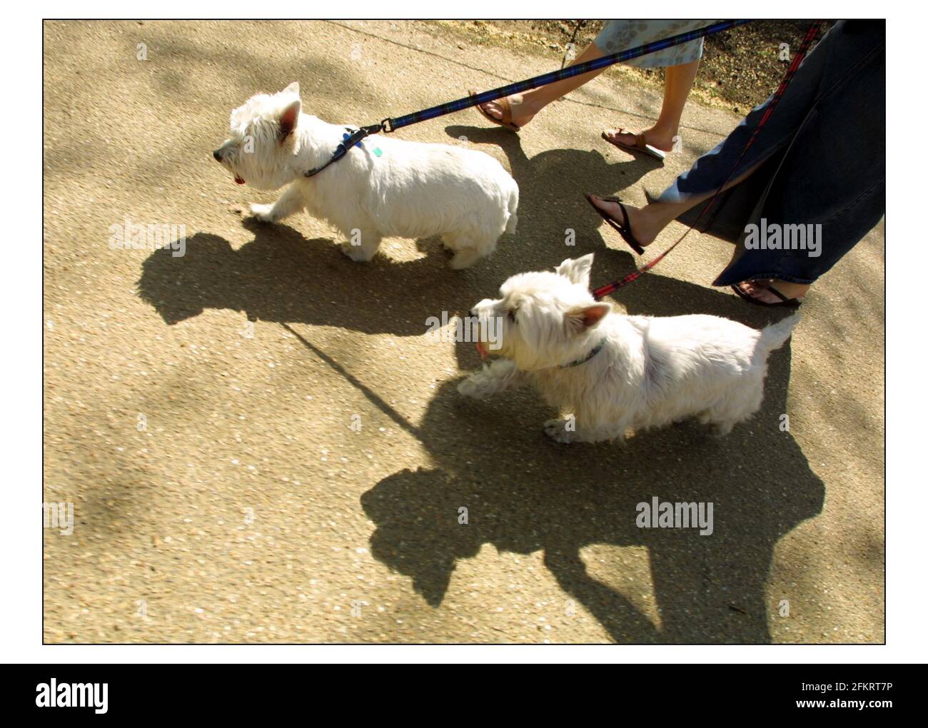 Oscar und Harriet Cullen im Westen Londons.pic David Sandison 17/4/2003 Stockfoto