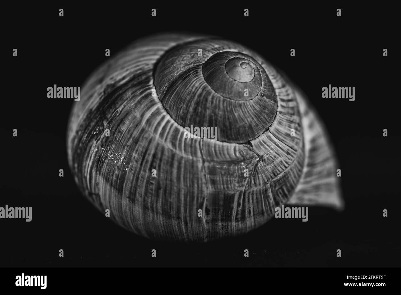 Schneckenschale aus nächster Nähe. Stillleben Fotografie im Studio. Stockfoto