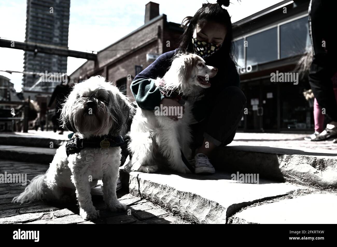 Die junge Hundebesitzerin genießt mit ihren 2 Hunden gutes Wetter in Distillery District, Toronto, Kanada Stockfoto