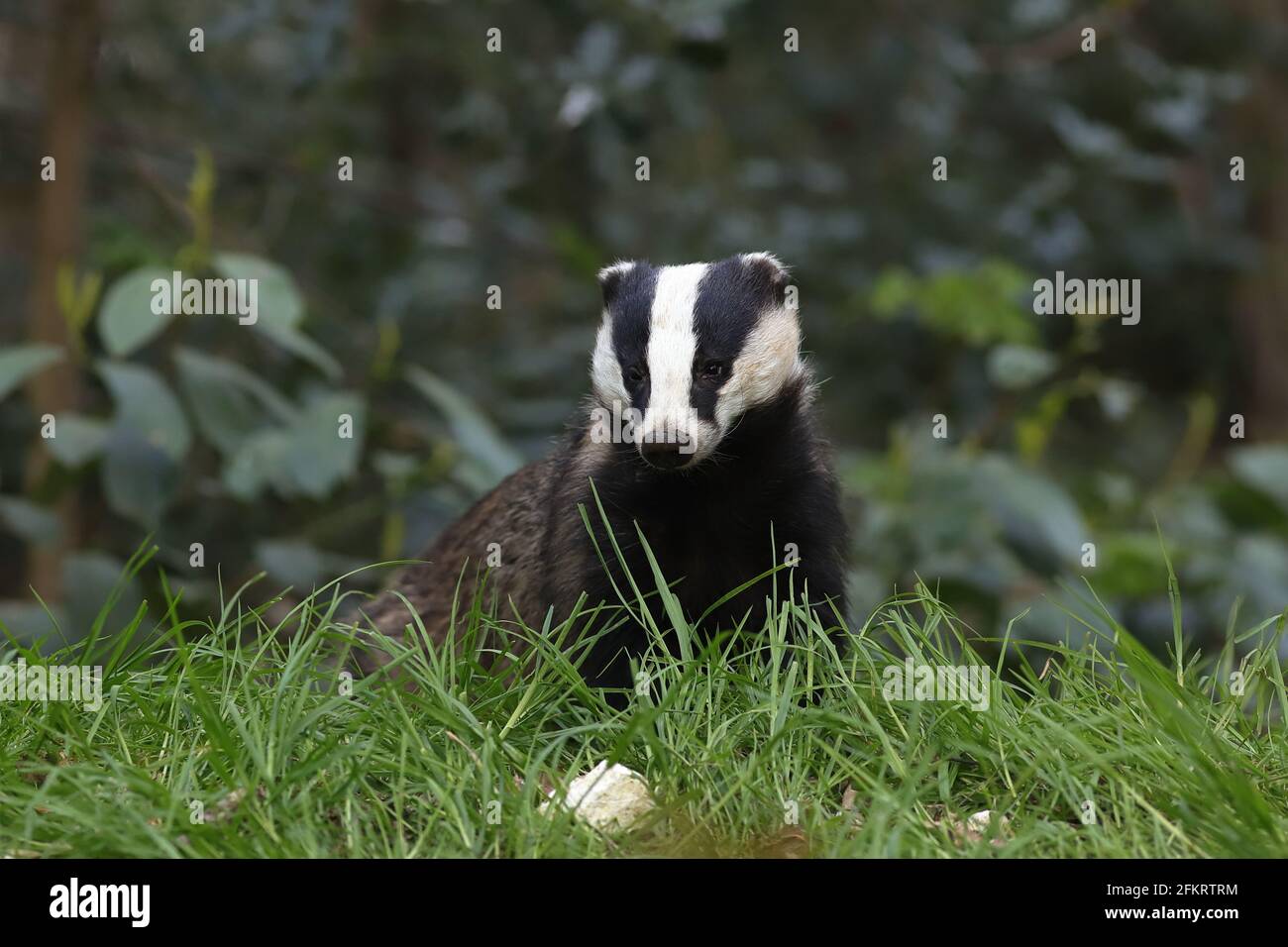 Der Europäische Dachs, auch als Eurasischer Dachs bekannt, ist eine Dachsart in der Familie Mustelidae, die in fast ganz Europa beheimatet ist. Stockfoto