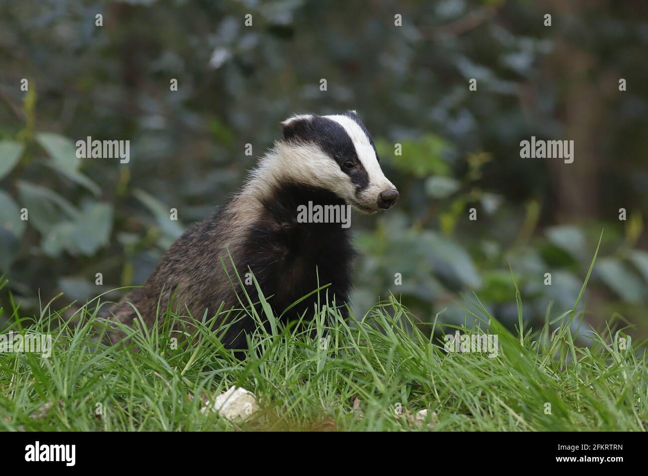 Der Europäische Dachs, auch als Eurasischer Dachs bekannt, ist eine Dachsart in der Familie Mustelidae, die in fast ganz Europa beheimatet ist. Stockfoto