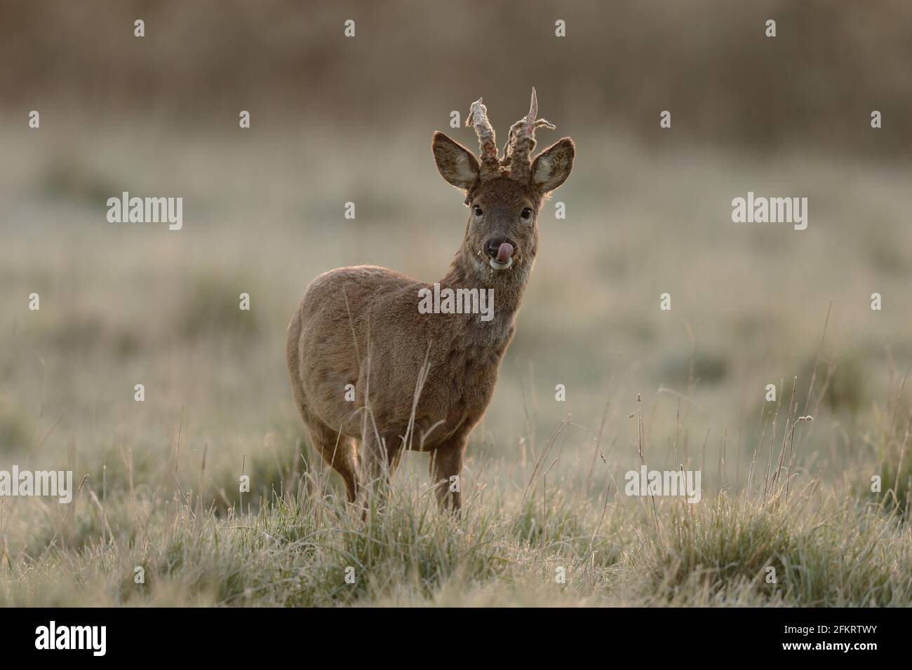 Das Reh, auch als Reh, westliches Reh oder europäisches Reh bekannt, ist eine Hirschart. Das Männchen der Art wird als Roebuck bezeichnet. Stockfoto