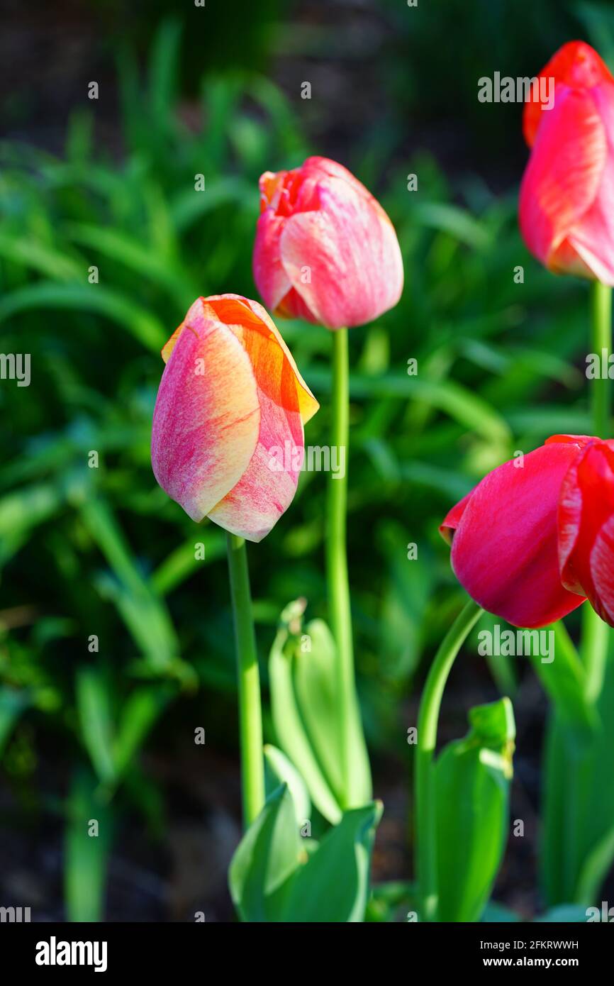 Der zweifarbige Riese Darwin Tulpe blüht im Frühlingsgarten Stockfoto