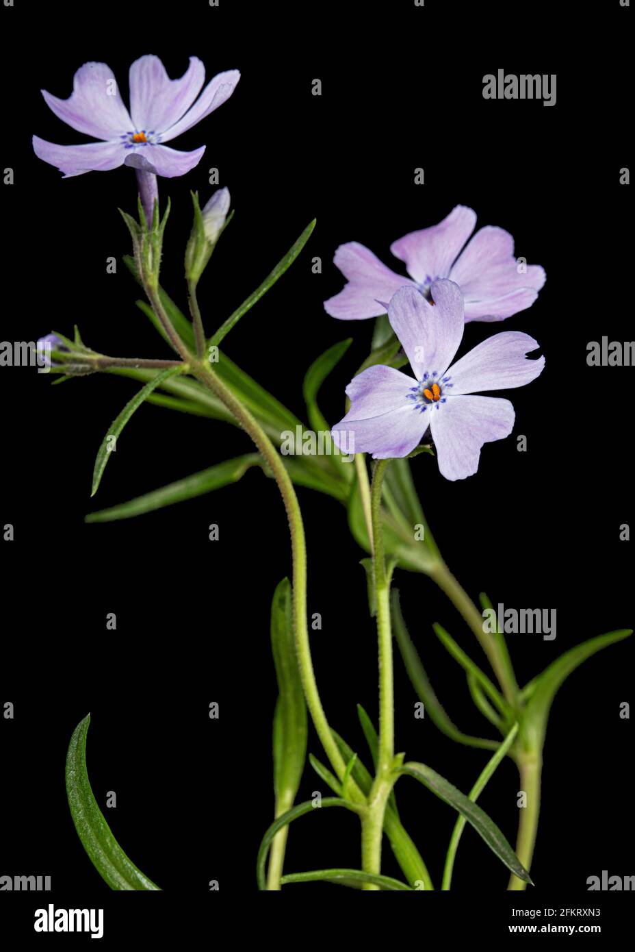 Fliederblumen aus Phlox suprieren, isoliert auf schwarzem Hintergrund Stockfoto