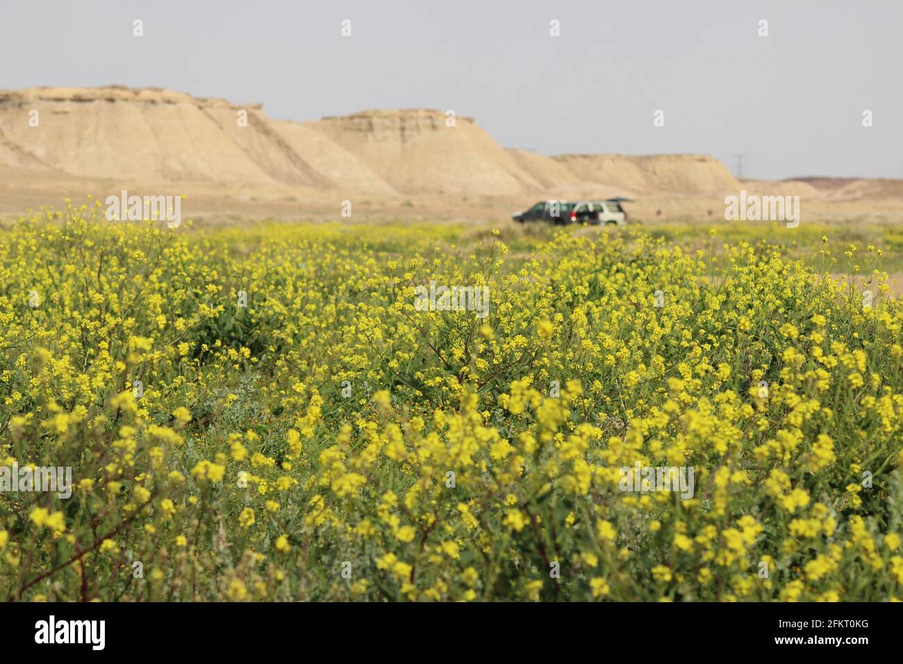 Gelbe Blumen Stockfoto