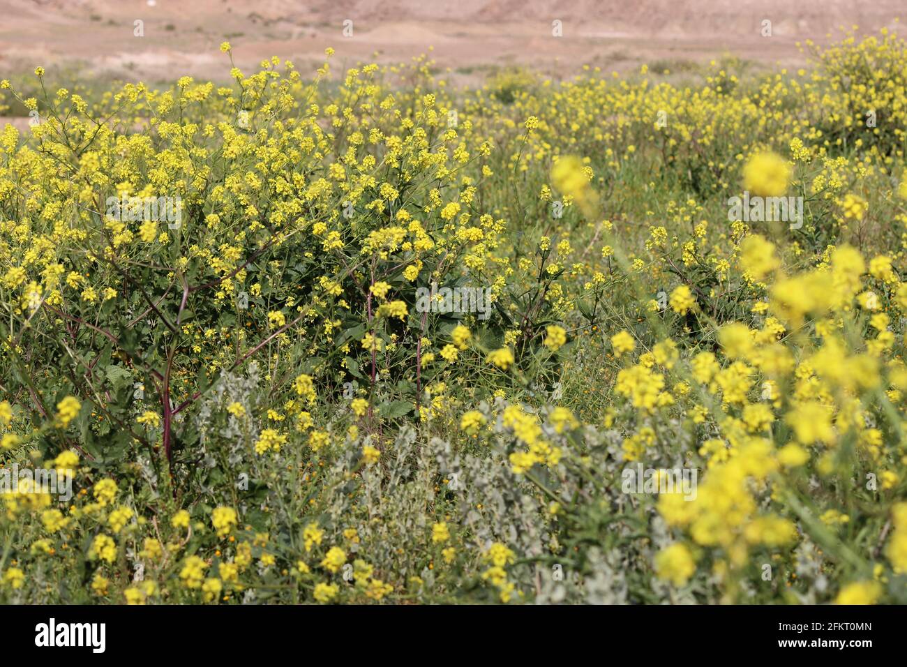 Gelbe Blumen Stockfoto