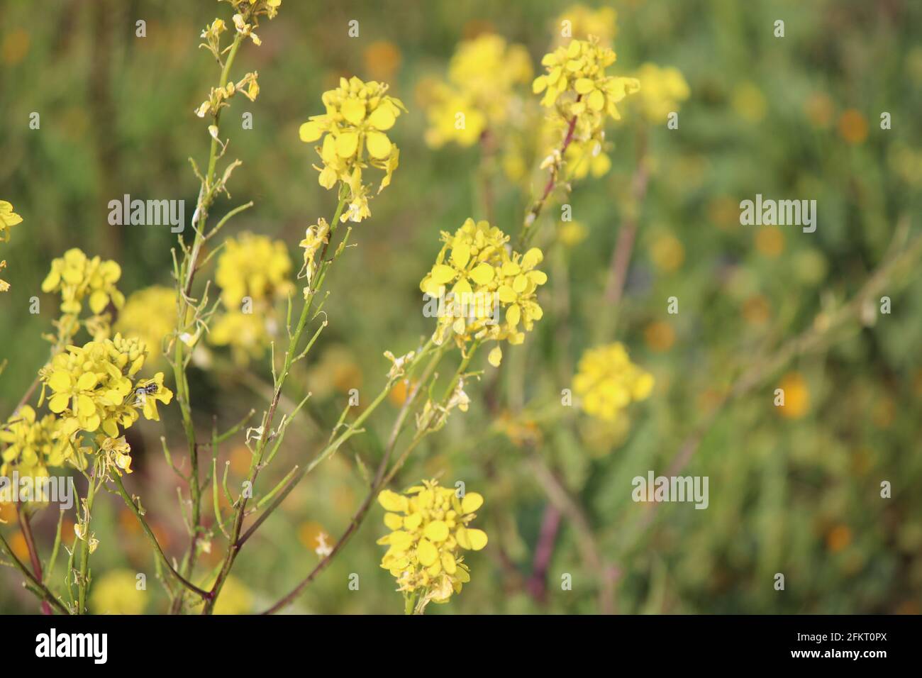 Gelbe Blumen Stockfoto