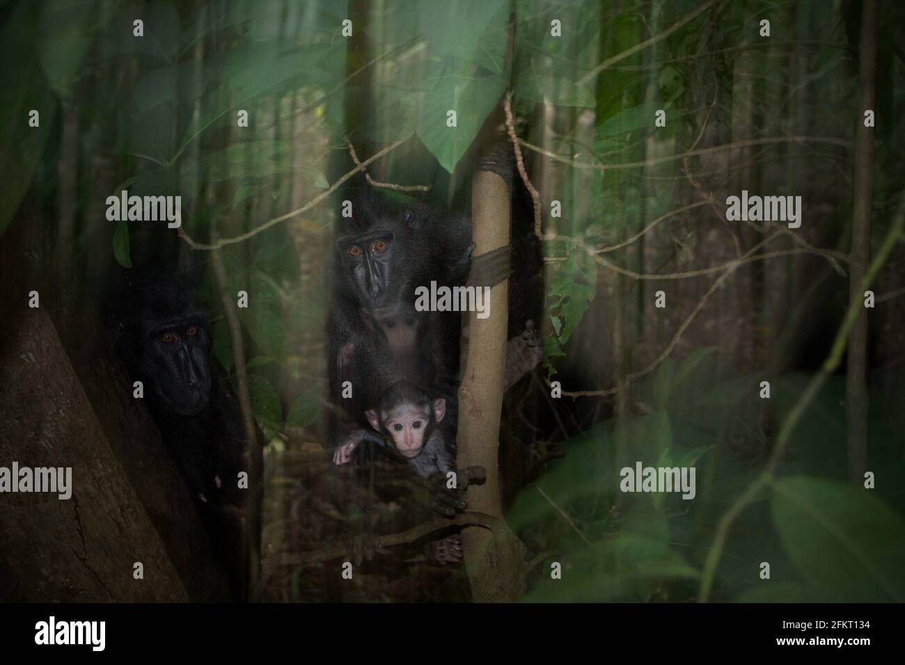 Ein Makaken-Baby mit Haubenkaken, das neugierig in die Kamera schaut, während es von den Eltern betreut wird, im Tangkoko Nature Reserve, Nord-Sulawesi, Indonesien. Im Großraum Tangkoko scheint die Population der Crested-Makaken von Cebes „relativ stabil zu sein, weil es einen hoch profilierten Ökotourismus gibt“, so ein Bewertungsbericht der IUCN aus dem Jahr 2020. Die Bevölkerung außerhalb geschützter Wälder befindet sich jedoch aufgrund der Wilderei und des Habitatverlustes immer noch in einem „anhaltenden Rückgang“. Stockfoto