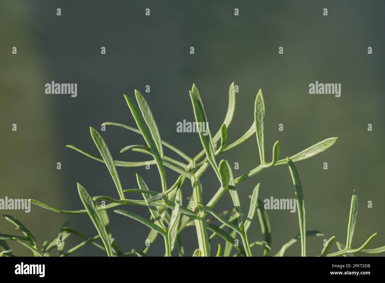 Meeresfenchel oder Samphirblätter aus nächster Nähe im Freien Stockfoto
