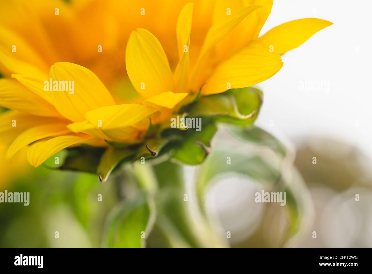 Weiche, verschwommene Abstraktion von Sonnenblumen und defokussierter heller Hintergrund mit Bokeh, Platz für Text, Grußkarte Stockfoto