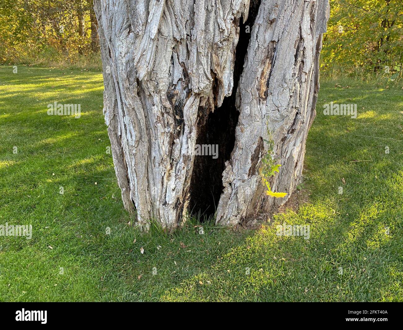 Alter Baumstamm in grasbewachsener Gartenrasen mit großen Eichhörnchen An der Basis verschachteln Stockfoto