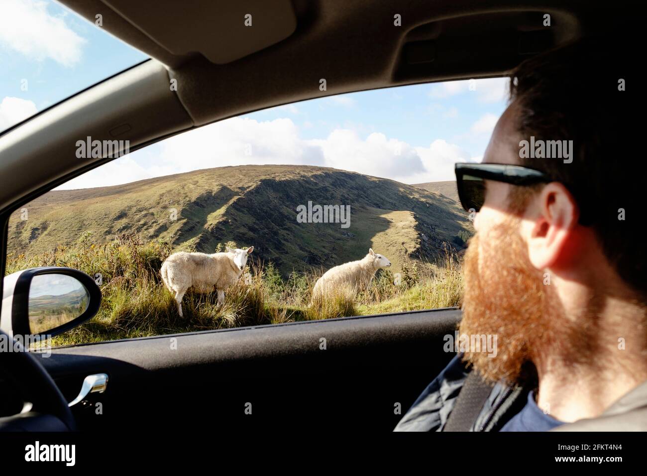 Mitte erwachsenen Mannes Blick auf Schafe durch Autofenster Stockfoto