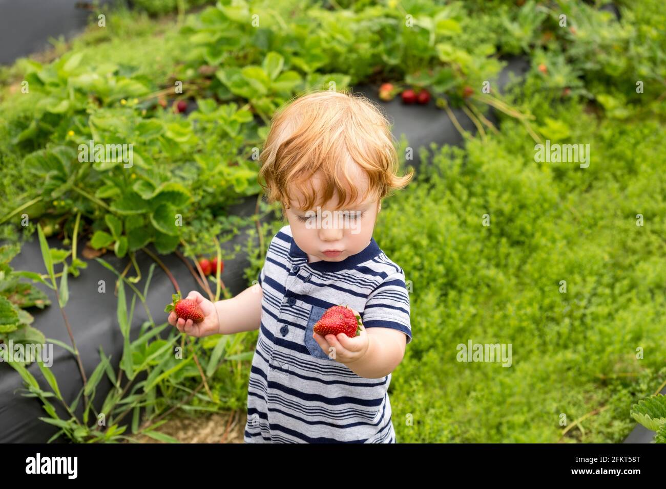 Kleinkind im Freien, mit Erdbeeren Stockfoto