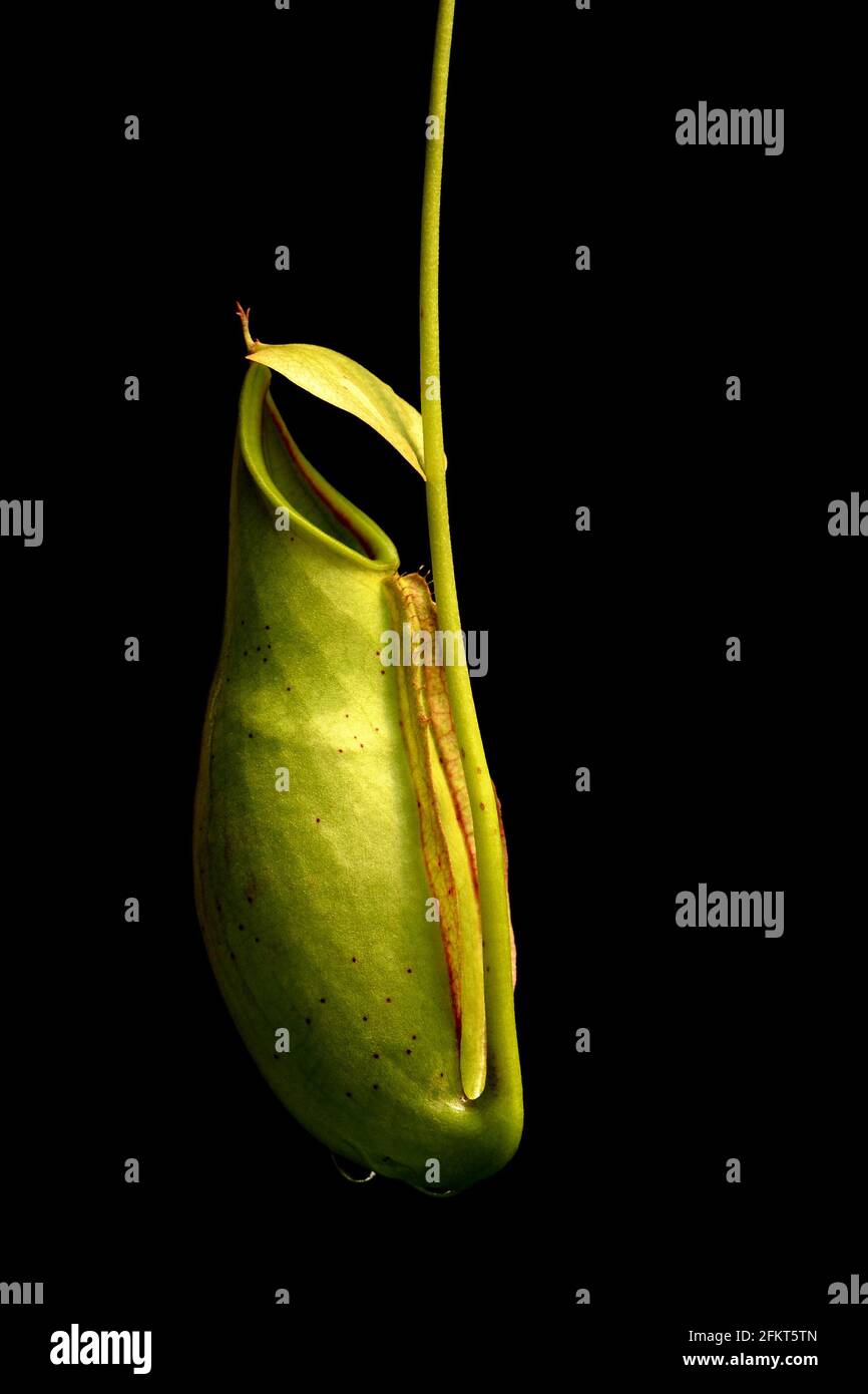 nepenthes oder tropische Kannenpflanzen Stockfoto