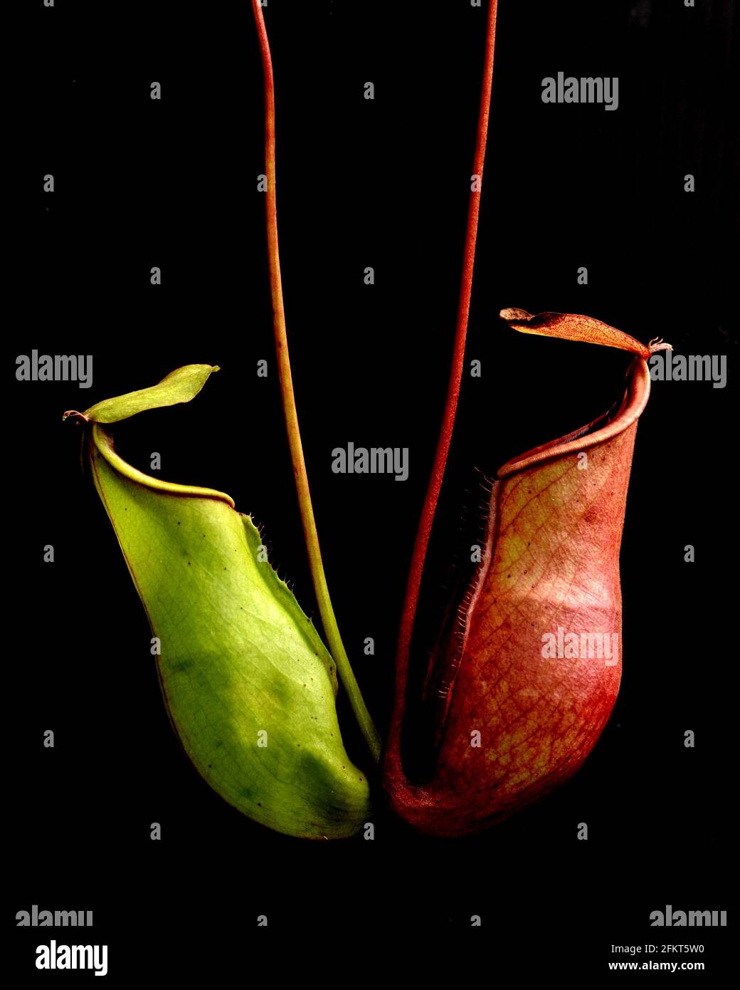 nepenthes oder tropische Kannenpflanzen Stockfoto