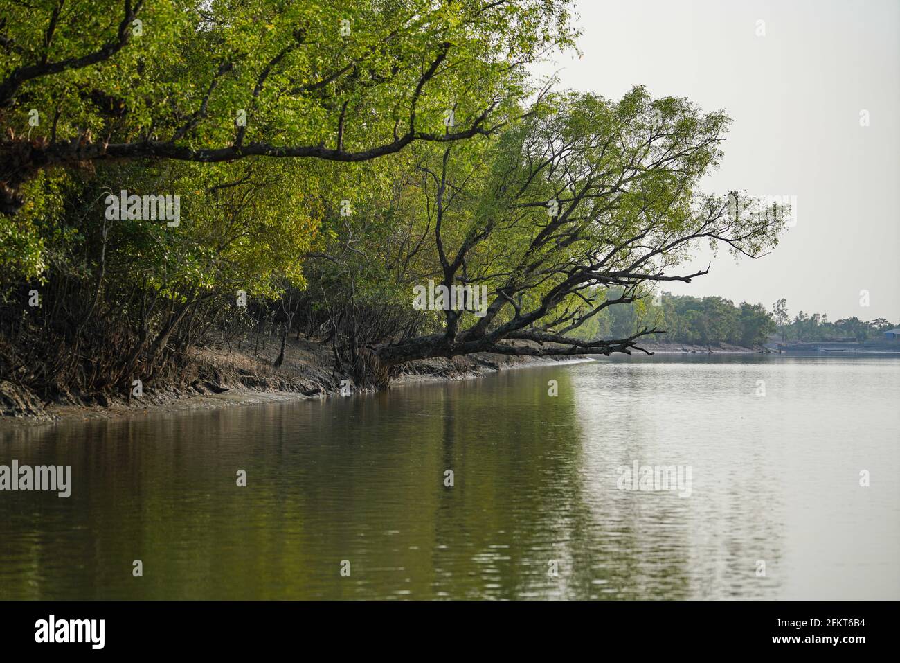 Khulna, Bangladesch. April 2021. Ein Blick auf den Sundarbans, den größten Mangrovenwald der Welt und seinen gemeinsamen Standort im südlichen Teil von Bangladesch und Indien. Hier befindet sich der berühmte Königlich-Bengalische Tiger in Khulna. Kredit: SOPA Images Limited/Alamy Live Nachrichten Stockfoto