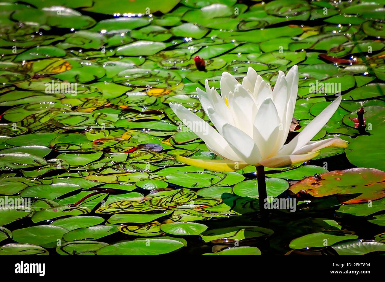 Eine weiße Seerose wächst in einem Teich in der Davis Bayou Gegend der Gulf Islands National Seashore, 1. Mai 2021, in Ocean Springs, Mississippi. Stockfoto