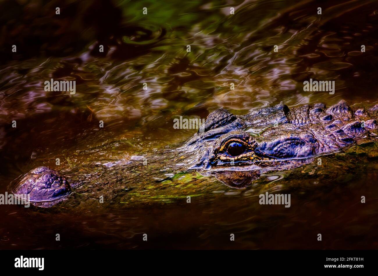 Ein Alligator liegt im Wasser in der Davis Bayou Gegend der Gulf Islands National Seashore, 1. Mai 2021, in Ocean Springs, Mississippi. Stockfoto