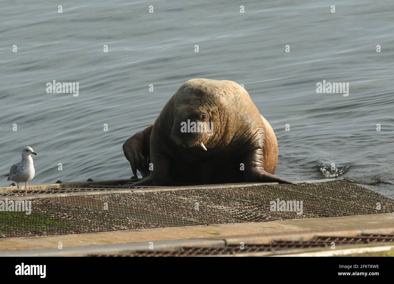 Ein seltener Walrus, Odobenus rosmarus, der auf der Rampe der Tenby Rettungsbootstation in Tenby, Pembrokeshire, Wales, liegt. Stockfoto