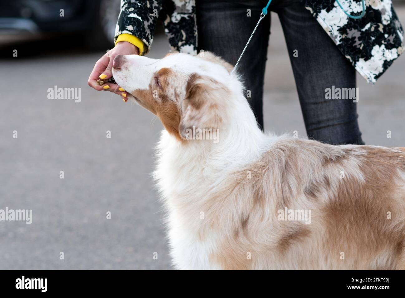 Australian Shepherd an der Leine, neben dem Besitzer. Stockfoto