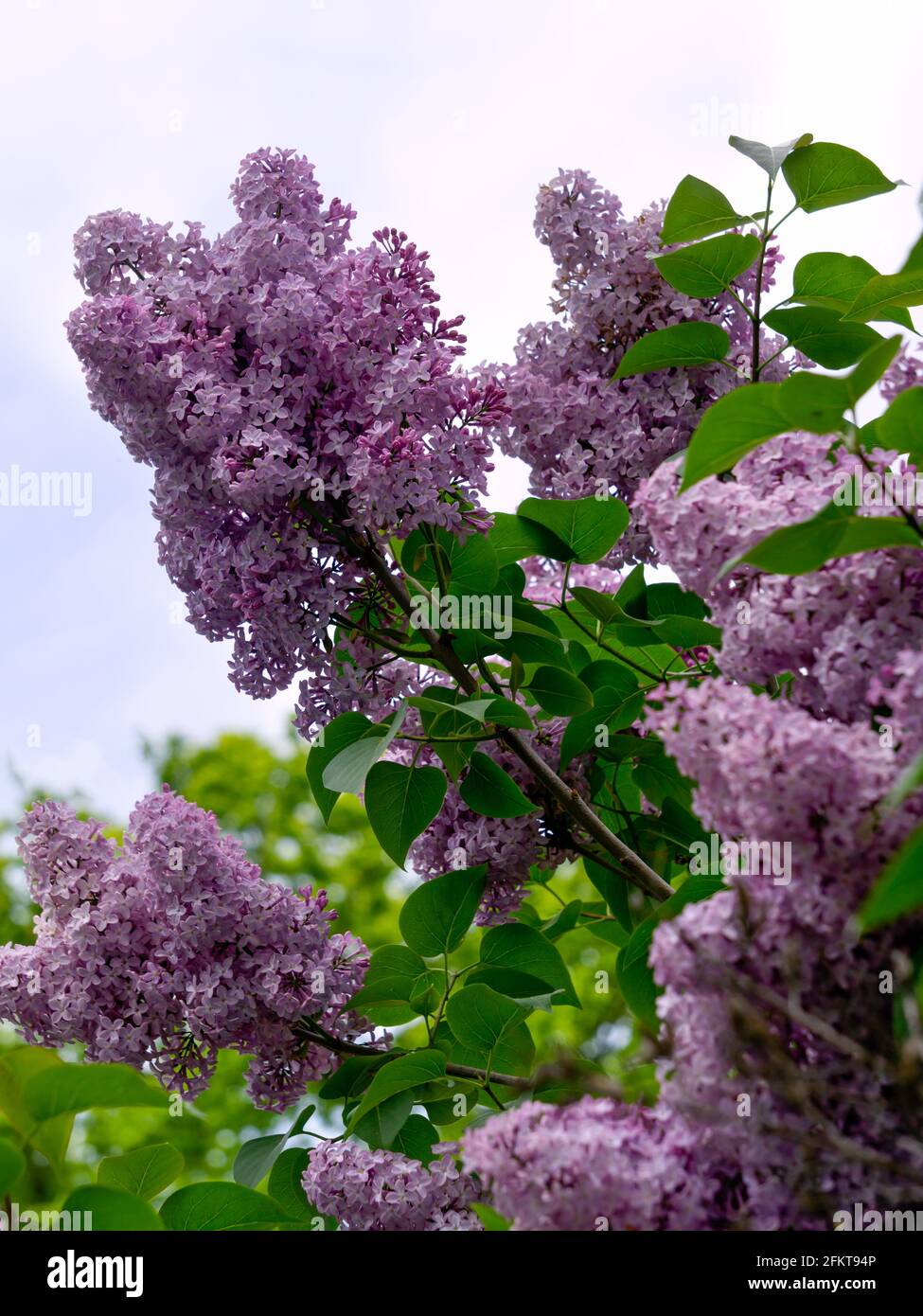 Fliederbusch mit zarten rosa Blüten im Frühling. Stockfoto