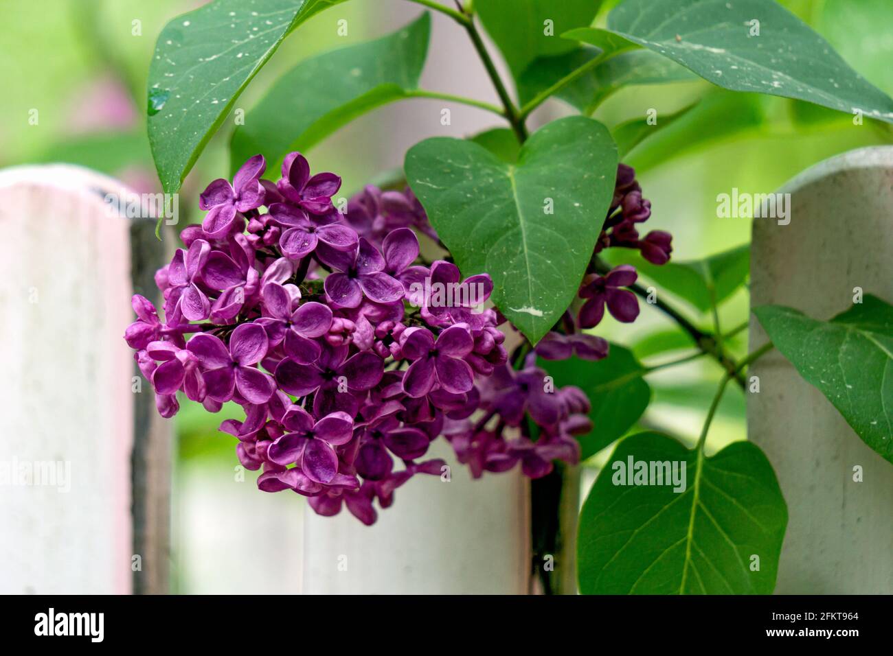 Ein Zweig aus dunkelviolettem Flieder mit großen Blüten. Stockfoto
